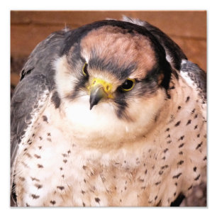 IMPRESSION PHOTO LANNER FALCON