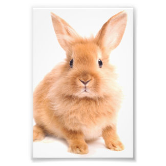 Impression Photo Lapin