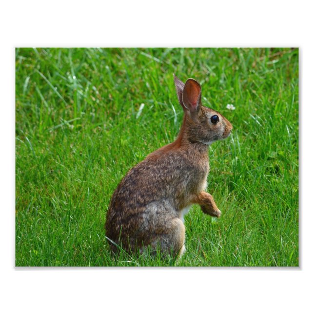Impression Photo Lapin à queue blanche de l'Est (Devant)