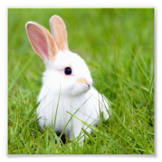 Impression Photo Lapin blanc
