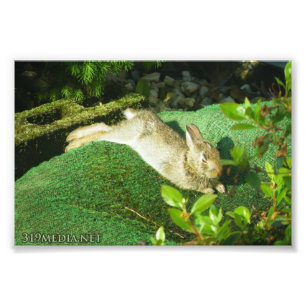 Impression Photo Lapin dans le repos