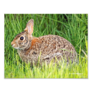 Impression Photo Lapin de coton oriental dans l'herbe longue