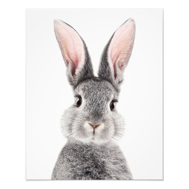 Impression Photo Lapin gris avec de longues oreilles roses (Devant)