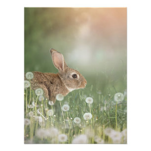 Impression Photo Lapin Lapin Assis Dans Le Champ De Dandelion Salle