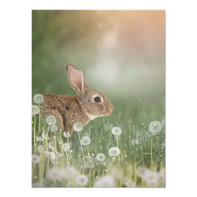 Impression Photo Lapin Lapin Assis Dans Le Champ De Dandelion Salle (Devant)