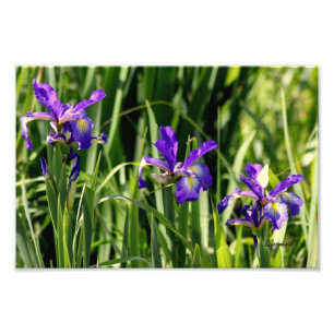 Impression Photo L'art photographique de l'iris triple violet