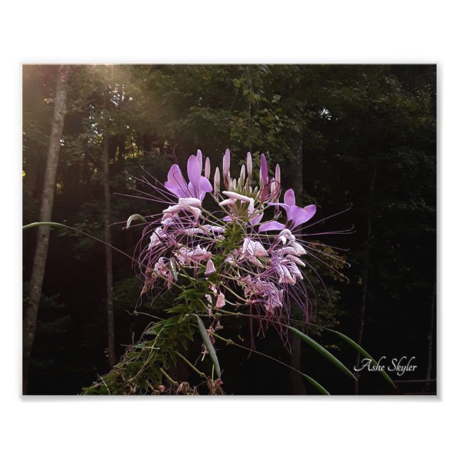 Impression Photo Lashes violets (Devant)