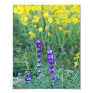 Impression Photo Lavande et marguerite jaune