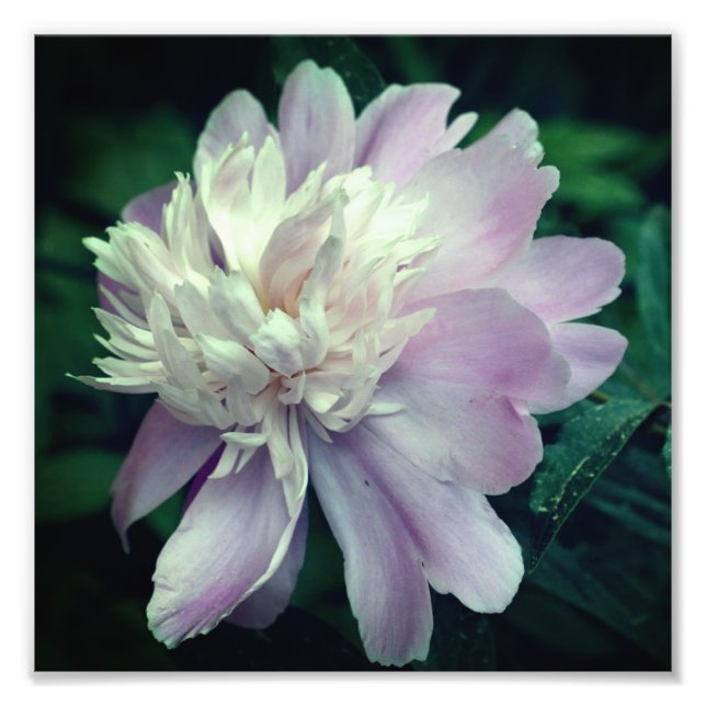 Impression Photo Lavande Peony Fleur En Fleur Fermer 8x8 (Devant)