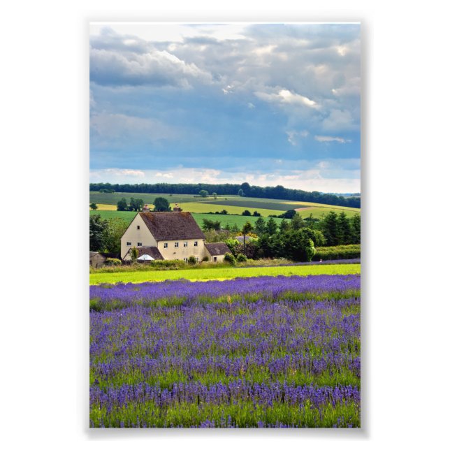 Impression Photo Lavender Field Fleurs été Cotswolds Angleterre (Devant)