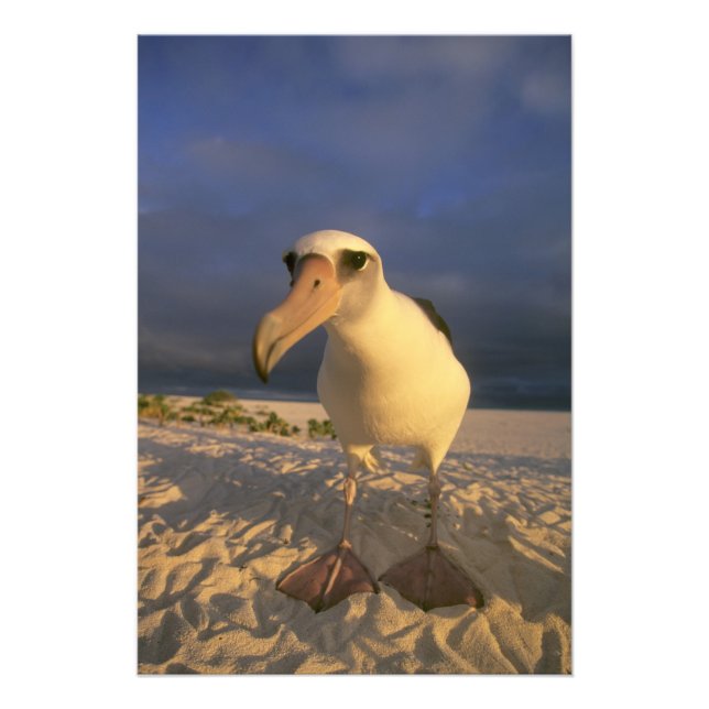 Impression Photo Laysan Albatross, Diomedea immutabilis), (Devant)
