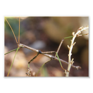 Impression Photo Le bâton de marche branchent l'épreuve