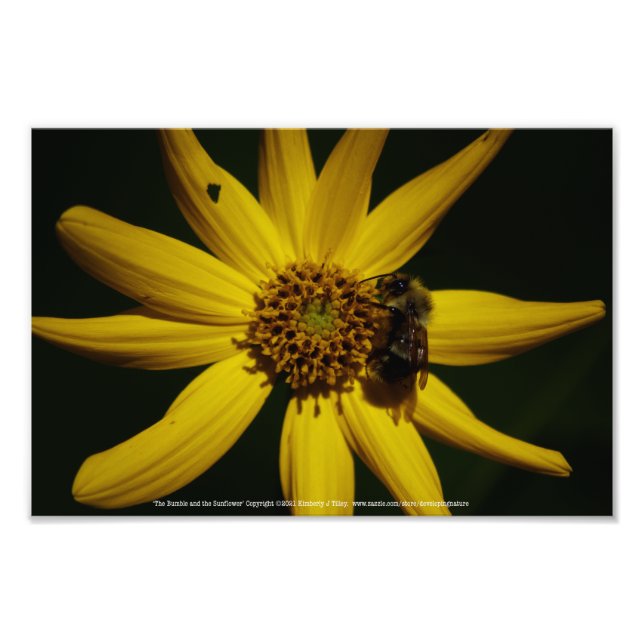 Impression Photo Le Bumble et le Tournesol (Devant)