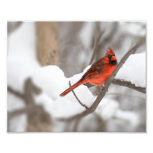 Impression Photo Le cardinal masculin dans la neige