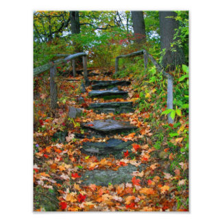 Impression Photo Le chemin