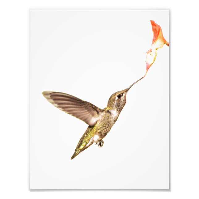 Impression Photo Le colibri et la fleur (Devant)