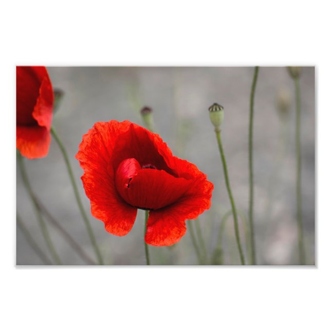 Impression photo Le Coquelicot rouge (Devant)