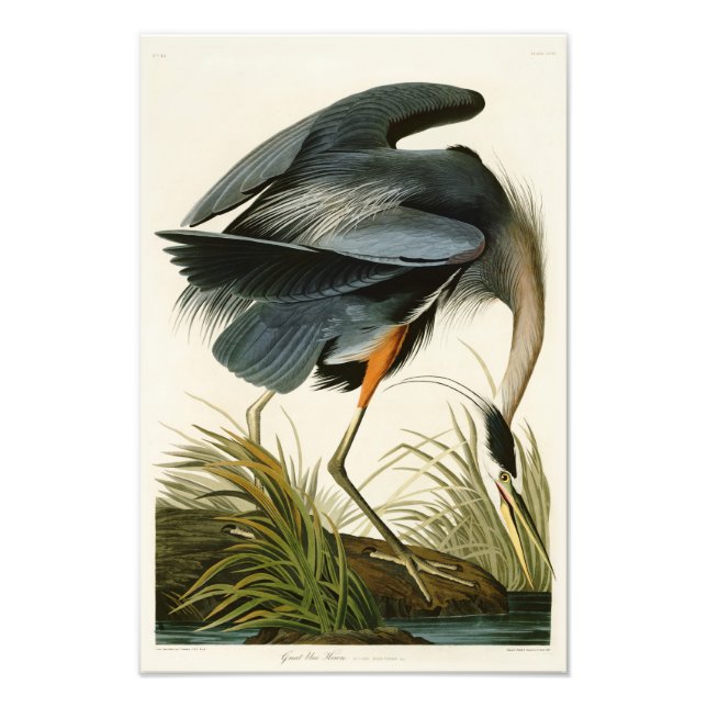 Impression Photo Le Grand Héron Bleu John Audubon Oiseaux d'Amériqu (Devant)