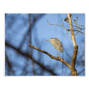 Impression Photo Le héron cendré en hiver