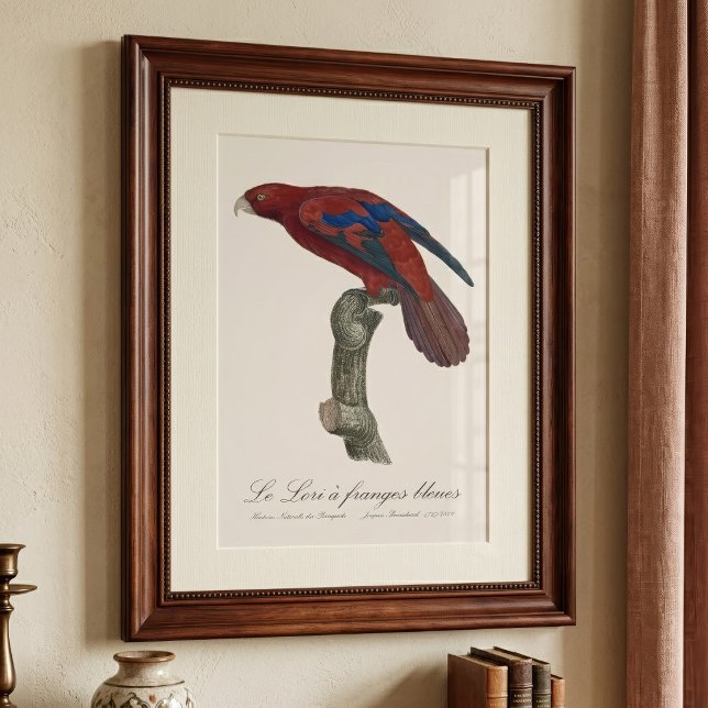 Impression Photo Le Lori a franges bleues (Long-Tailed Red Lory, Trichoglossus borneus. Photo Print)