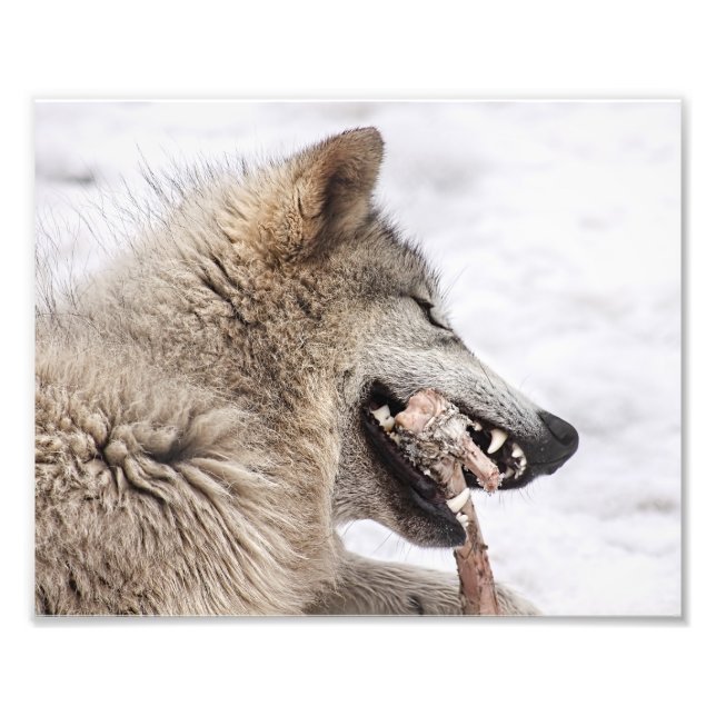 Impression Photo Le loup de bois mange son repas (Devant)