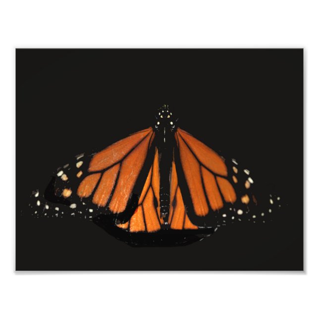 Impression Photo Le papillon Monarque dans la clé d'Orange (Devant)