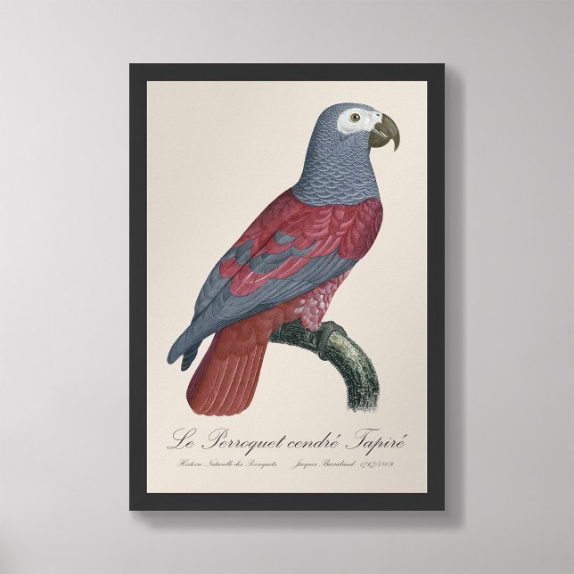 Impression Photo Le Perroquet cendre Tapire  (Créateur téléchargé)