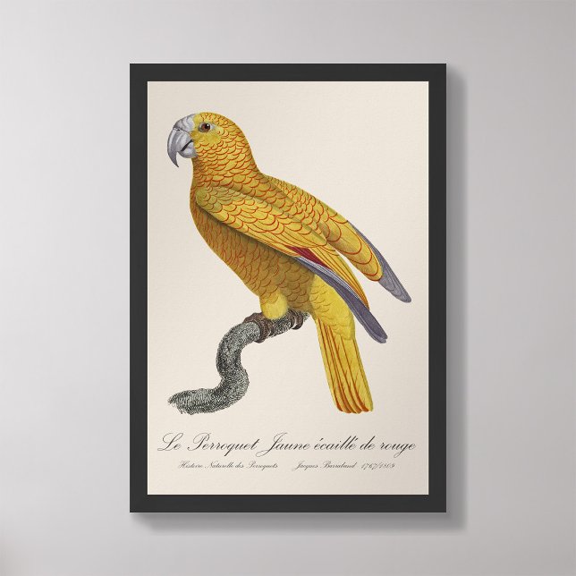 Impression Photo Le Perroquet Jaune ecaille de rouge (Créateur téléchargé)