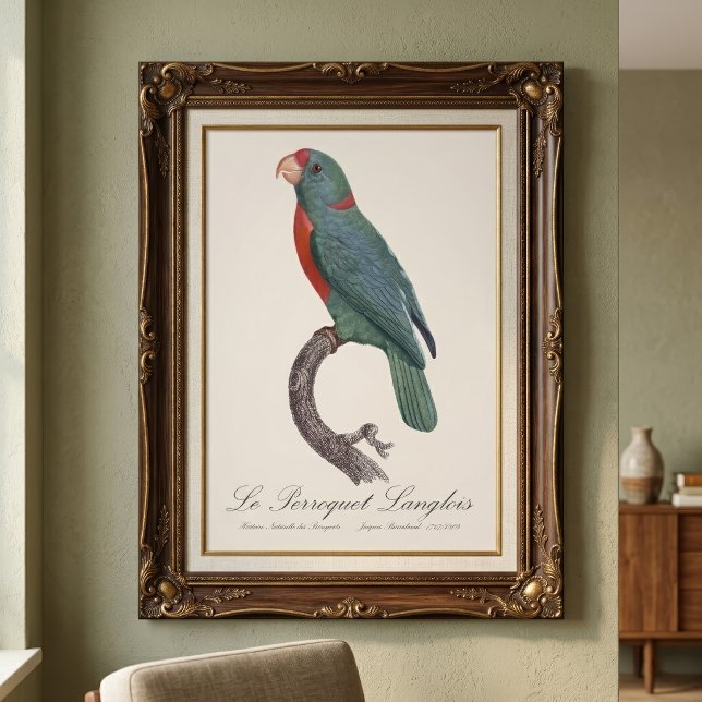 Impression Photo Le Perroquet Langlois (Le Perroquet Langlois by Jacques Barraband. Photo Print)