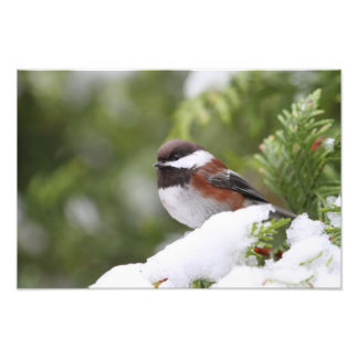 Impression Photo Le poulet en neige sur un cèdre
