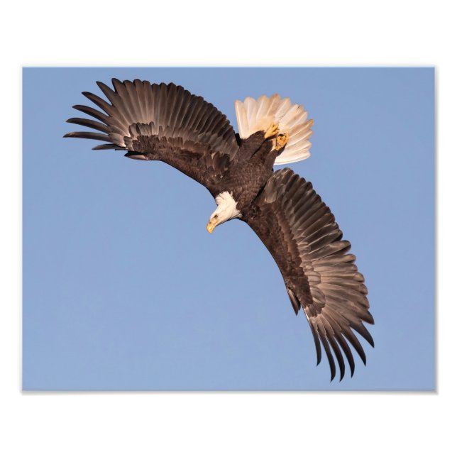 Impression Photo Le puissant aigle (Devant)