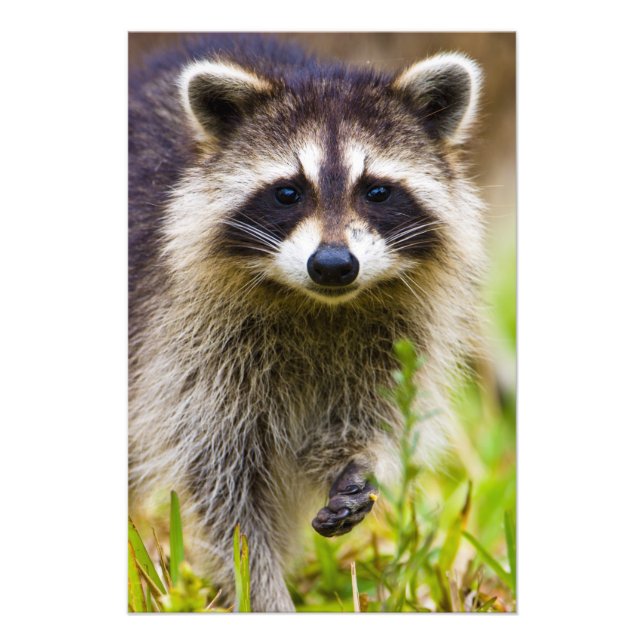 Impression Photo Le raton laveur, Procyon lotor (Devant)