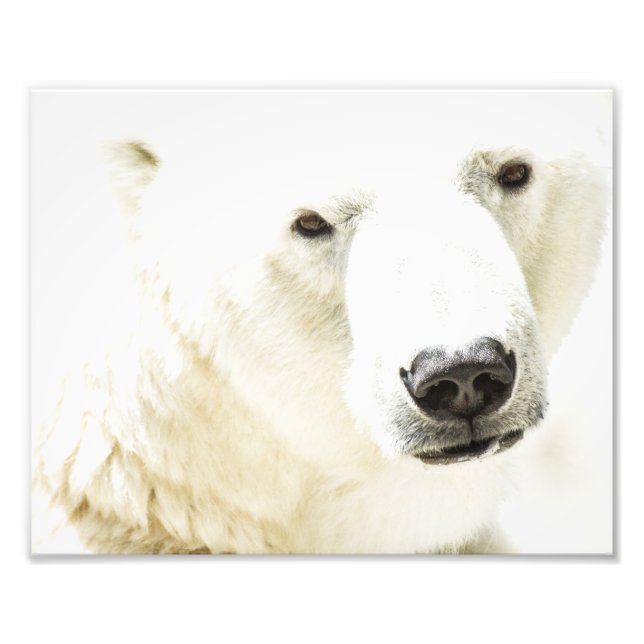 Impression Photo Le regard d'un ours polaire (Devant)