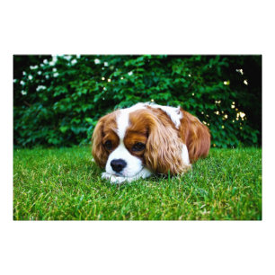 Impression Photo Le roi Cavalier Charles Spaniel Blenheim en herbe