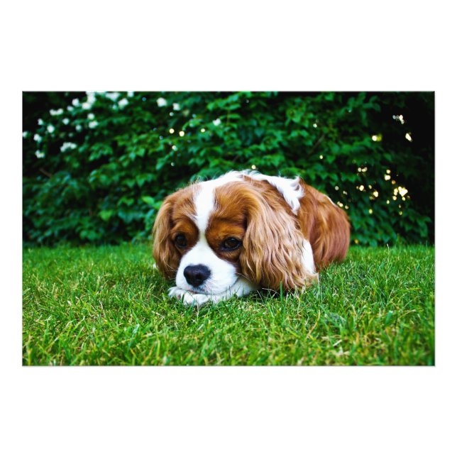 Impression Photo Le roi Cavalier Charles Spaniel Blenheim en herbe (Devant)