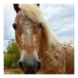 Impression Photo "Le sucre : la grâce de l'Appaloosa"