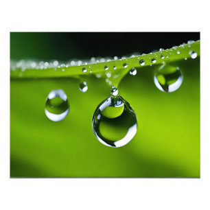 Impression Photo L'eau chute sur les feuille
