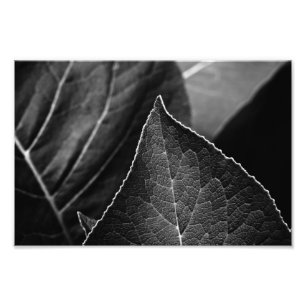 Impression Photo leaves