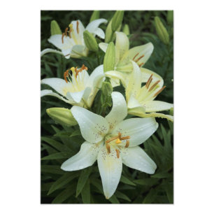 Impression Photo Lentilles blanches de 13 po x 19 po