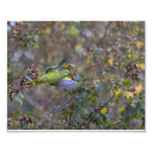 Impression Photo L'envol de la perruche