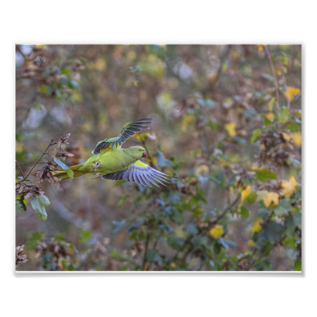 Impression Photo L'envol de la perruche (Devant)