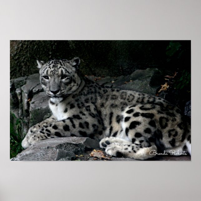 Impression photo Leopard (Devant)