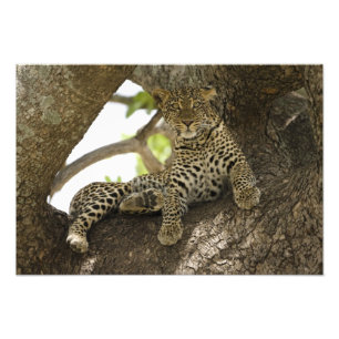 Impression Photo Leopard africain, Panthera pardus
