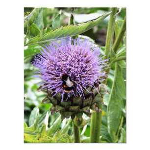 IMPRESSION PHOTO LES ABEILLES