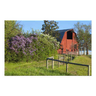 Impression Photo Les buissons de Lilac fleurissent et les pies dans