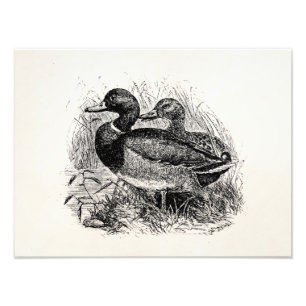 Impression Photo Les canards sauvages vintages de Mallard ont