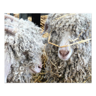 IMPRESSION PHOTO LES CHÈTES FRAÎCHES