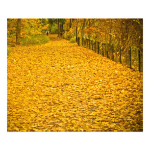 IMPRESSION PHOTO LES FEUILLES QUI SONT PARTIS À LA CHUTE SAUVAGE