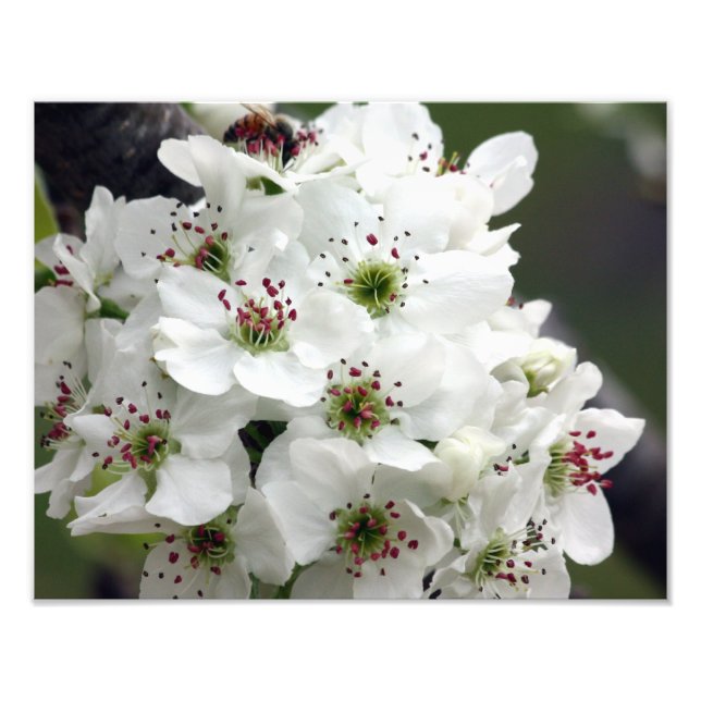 Impression Photo Les fleurs d'Apple au printemps (Devant)