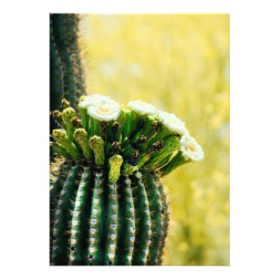 Impression Photo Les fleurs d'un Saguaro